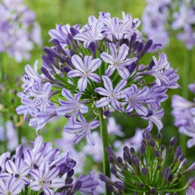 Agapanthus Everpanthus 'Poppin' Star'